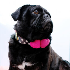 Sesame North Gingham laminated cotton collar and Hearts Square