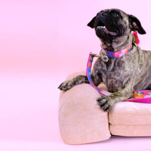 best collar for frenchie amelia floral