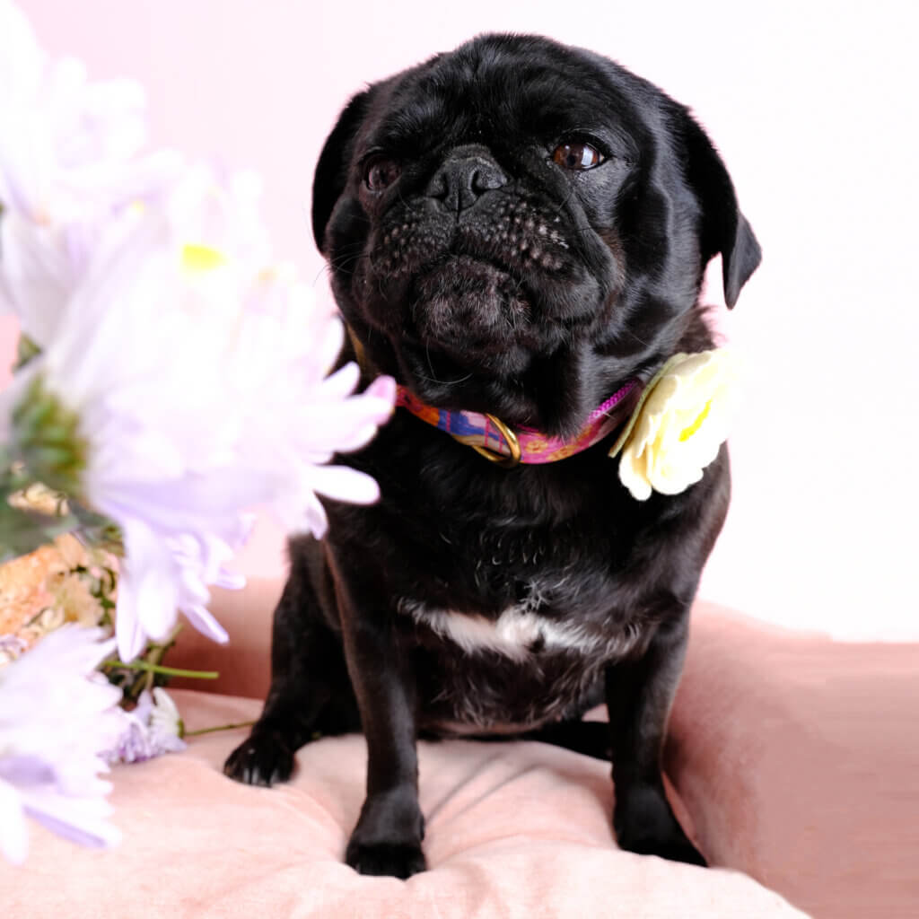 best dog collar for a pug amelia