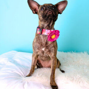 chihuahua in Amelia laminate