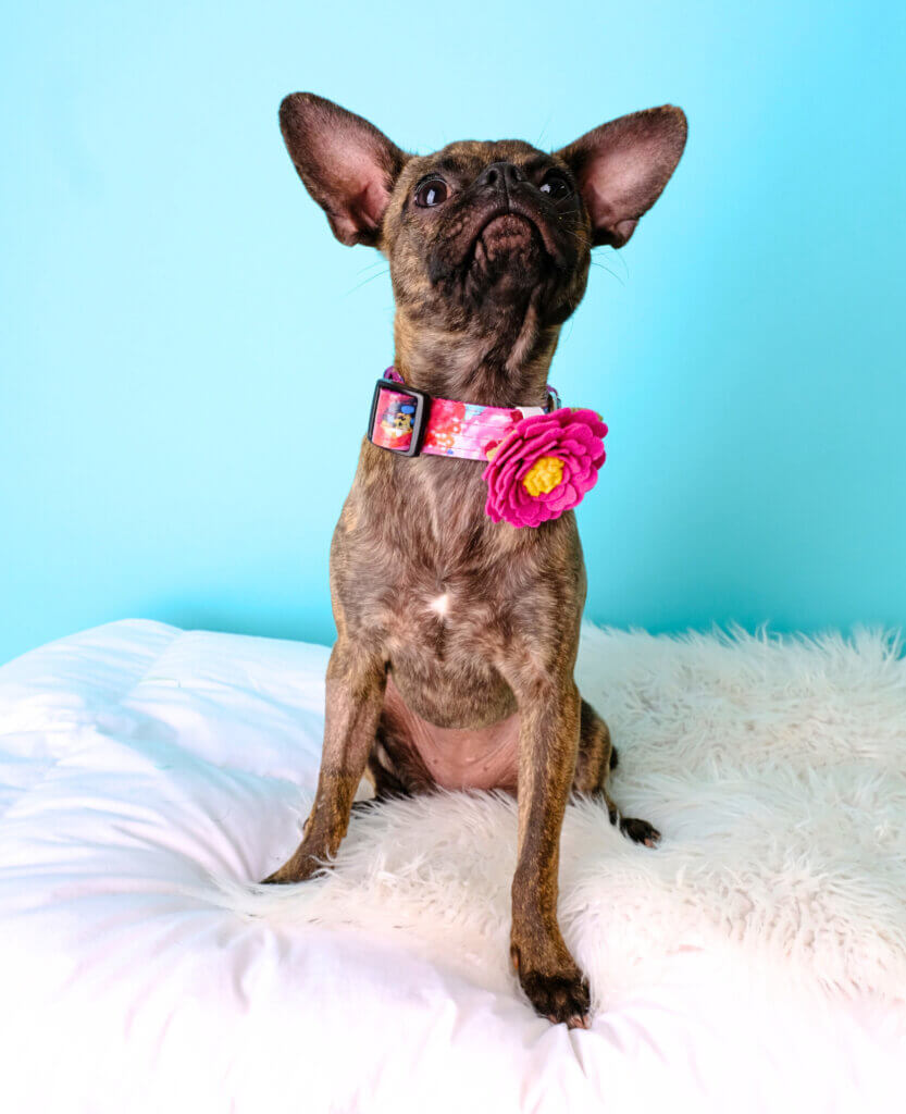 chihuahua in Amelia laminate