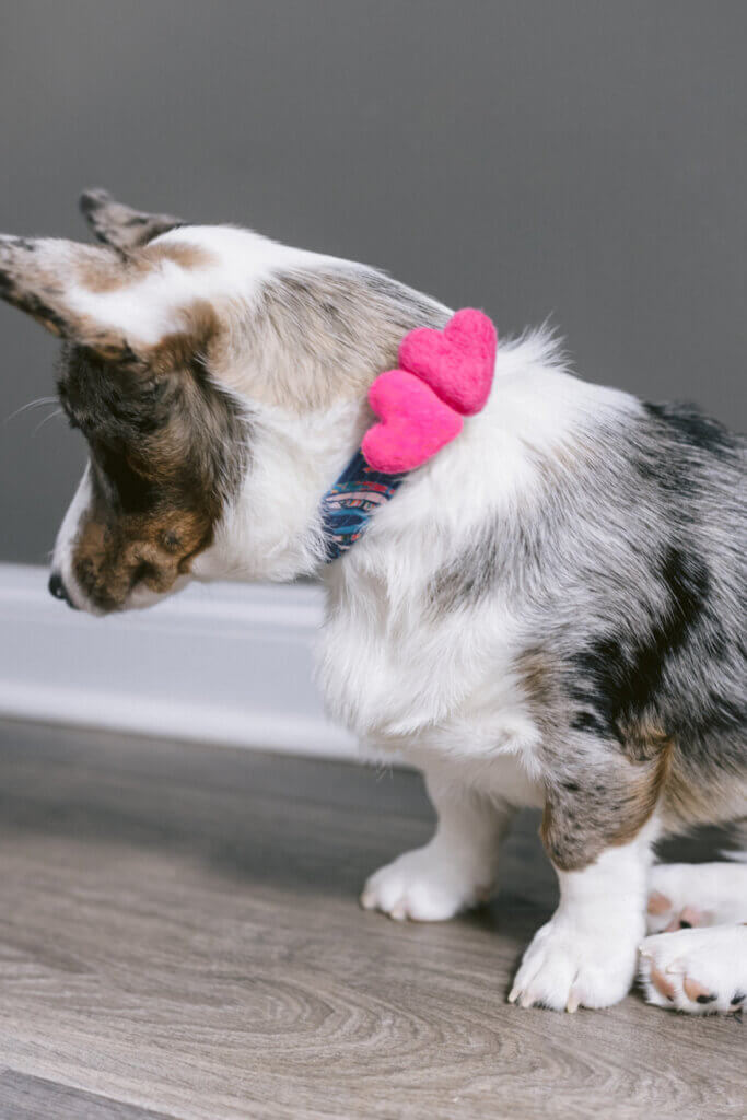 corgi valentine dog collar