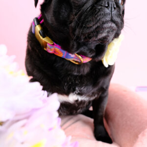 floral dog collar for dogs
