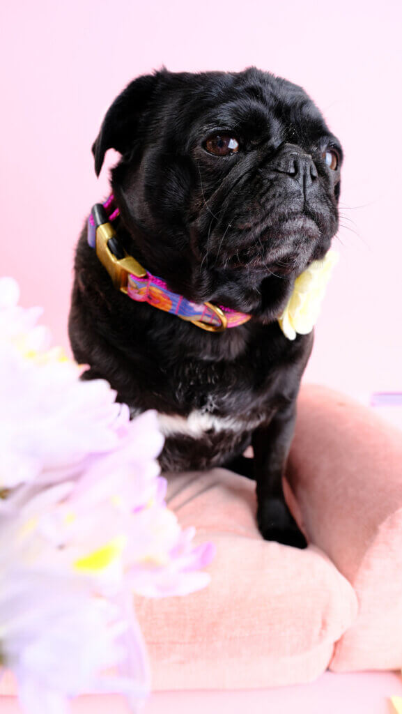 floral dog collar for dogs