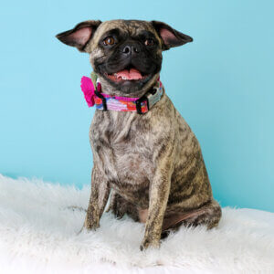 floral dog collar on frenchie amelia