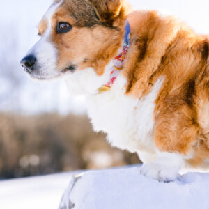 floral laminate amelia on corgi