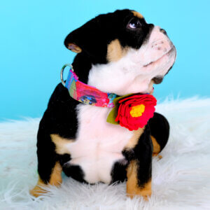 puppy dog collar flower amelia