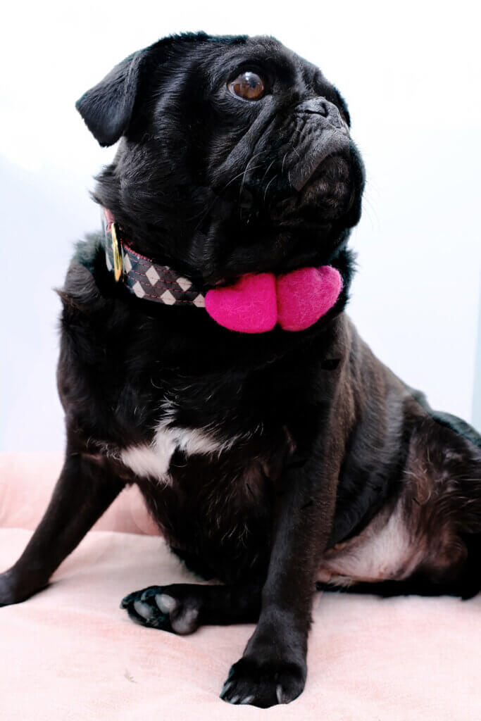 sesame pug north laminated dog collar flowers