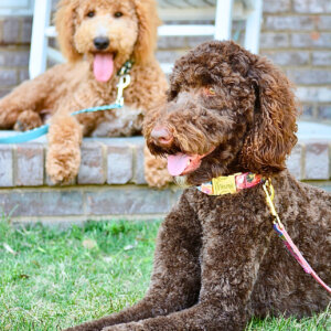 Brownie and Rudder laminated cotton collars_AS