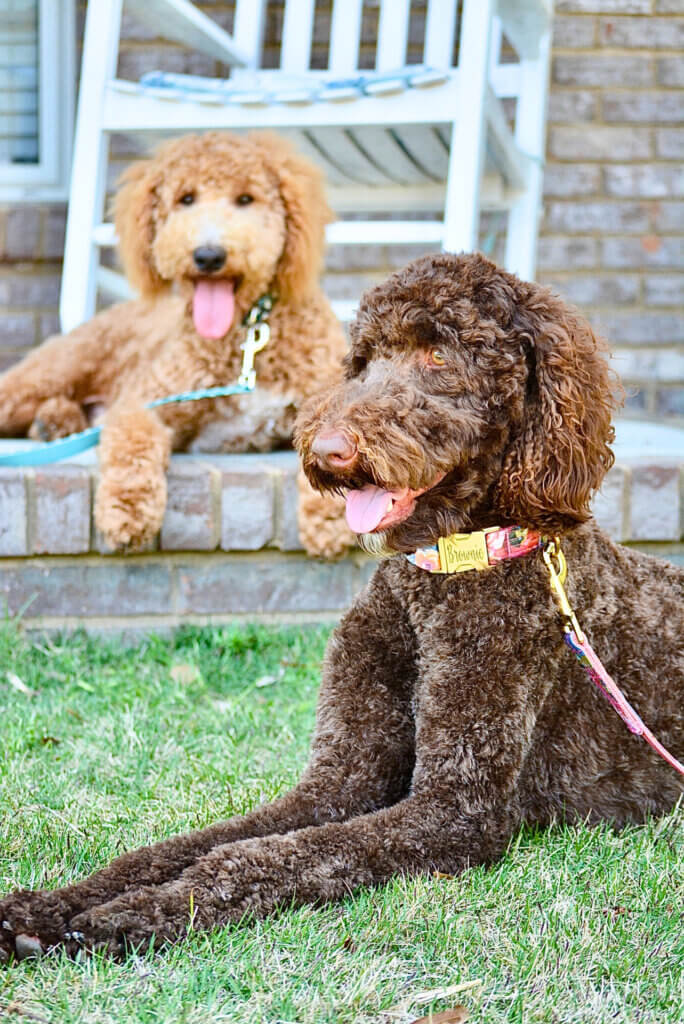 Brownie and Rudder laminated cotton collars_AS