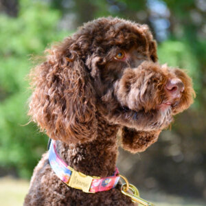 Brownie the doodle in amelia collar