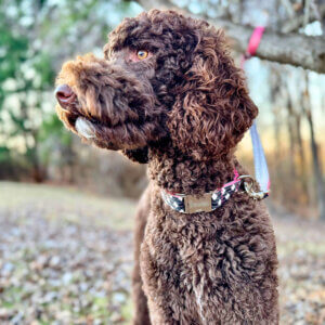engraved buckle on north gingham dog collar