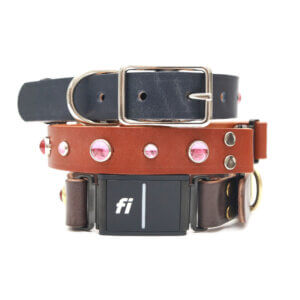 dolly leather fi compatible studded belt buckle collars