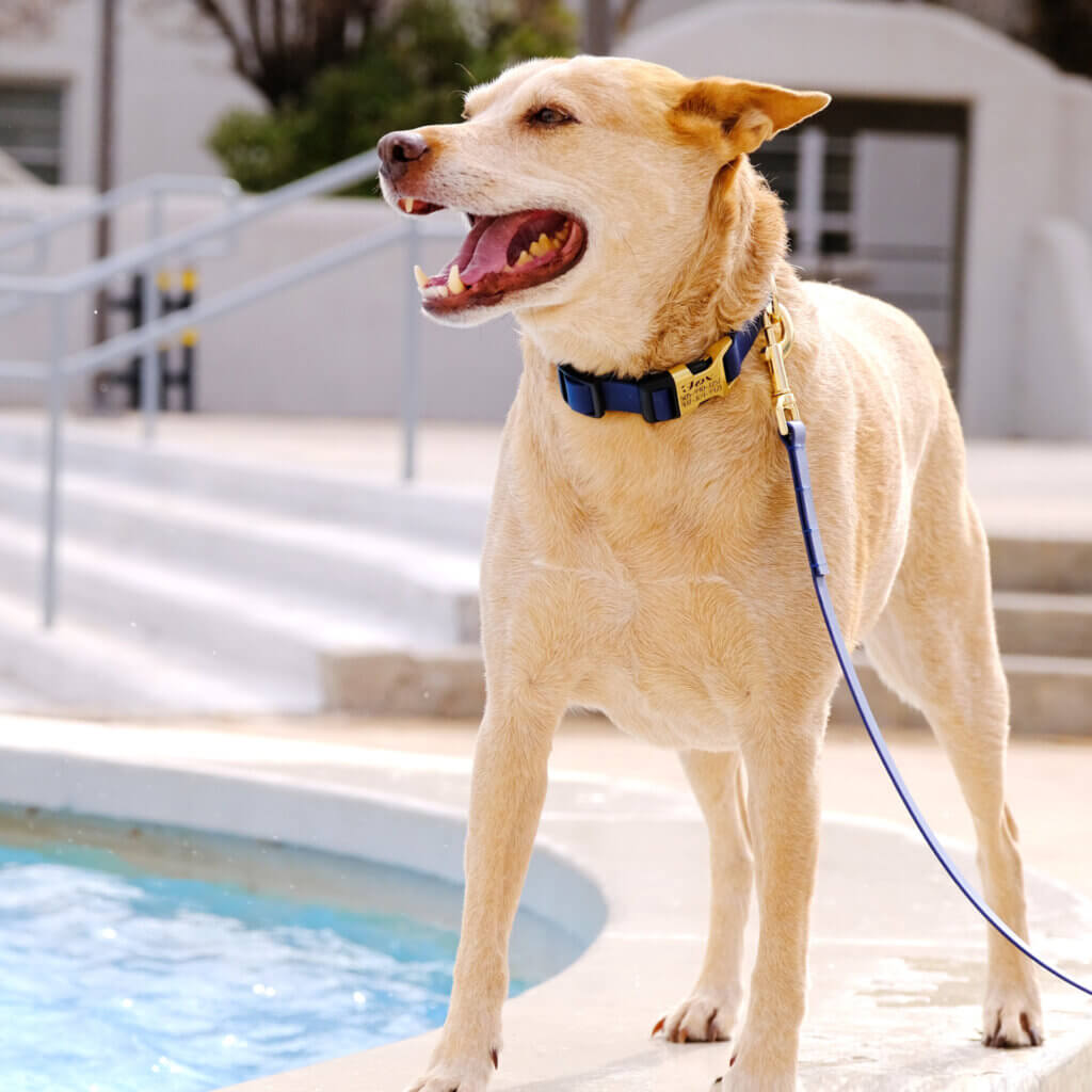 navy blue biothane dog collar gold buckle fox