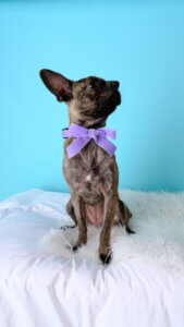 Chihuahua Bow Velvet Collar