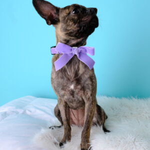 Chihuahua Bow Velvet Collar