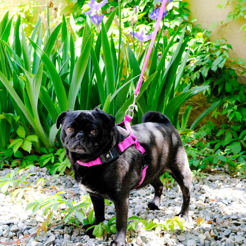 Fi dog harness easy on pug sesame Raspberry square