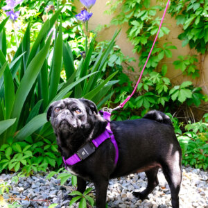 Fi step in dog harness sesame pug purple square