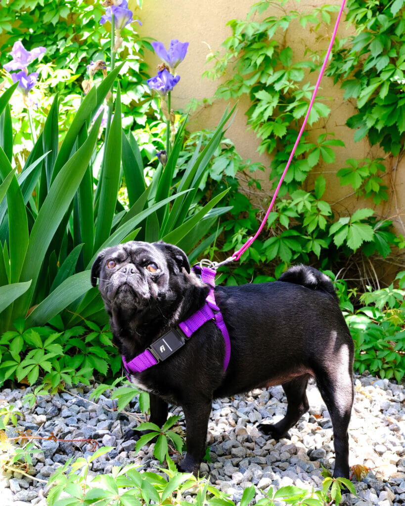 Fi step in dog harness sesame pug purple square