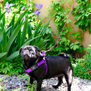 Fi step in dog harness sesame pug purple square