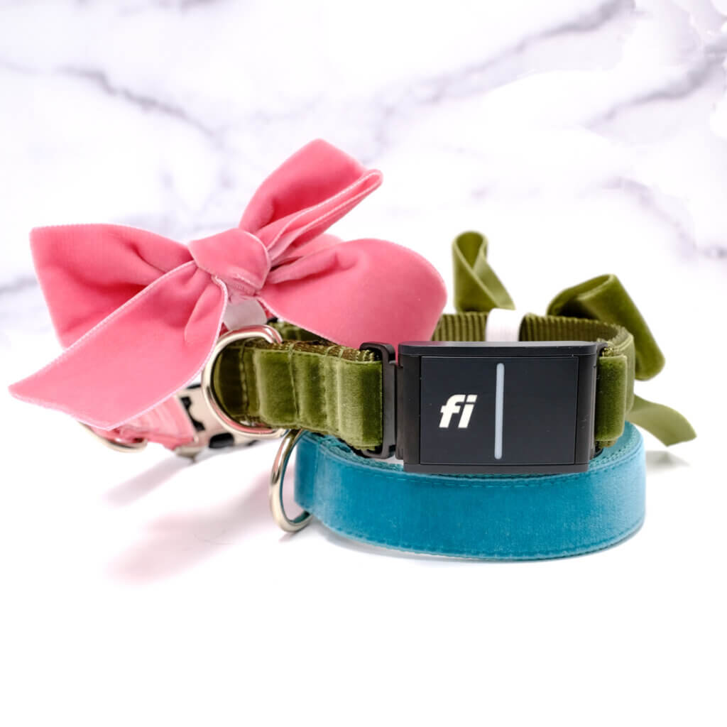 Fi velvet dog collar with bow