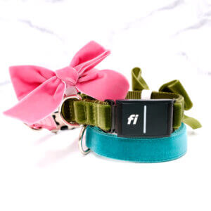Fi velvet dog collar with bow