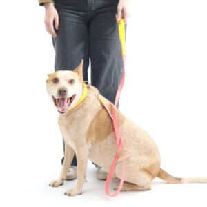 Fox Two Tone Waterproof Leash Coral yellow