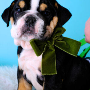 Hunter Bow on Bulldog Pup