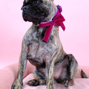Phoebe Olive Bow Tie on Frenchie