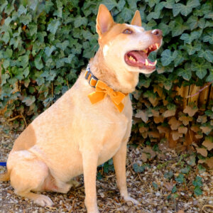 fox copper velvet bow collar