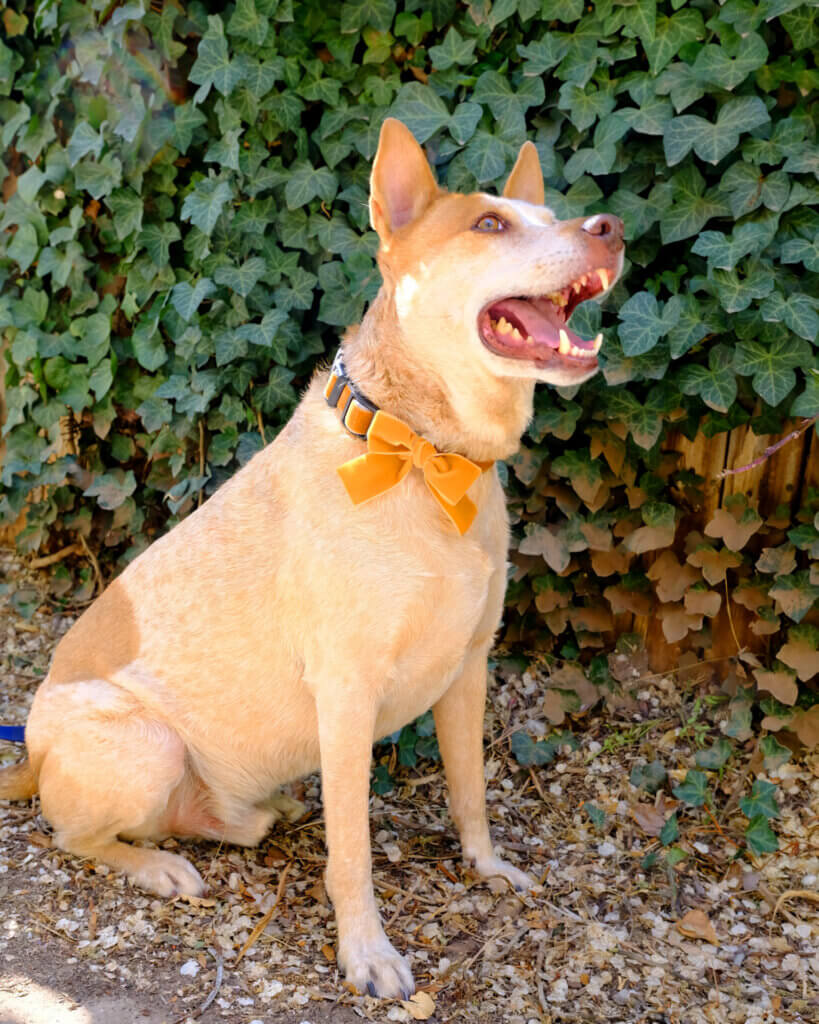 fox copper velvet bow collar