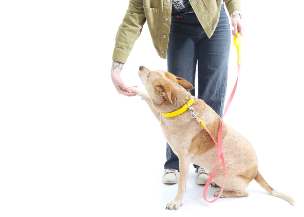 Fox Two Tone Waterproof Leash Coral yellow