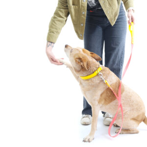 Fox Two Tone Waterproof Leash Coral yellow