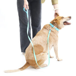 fox in two tone leash