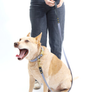 fox in two tone leash
