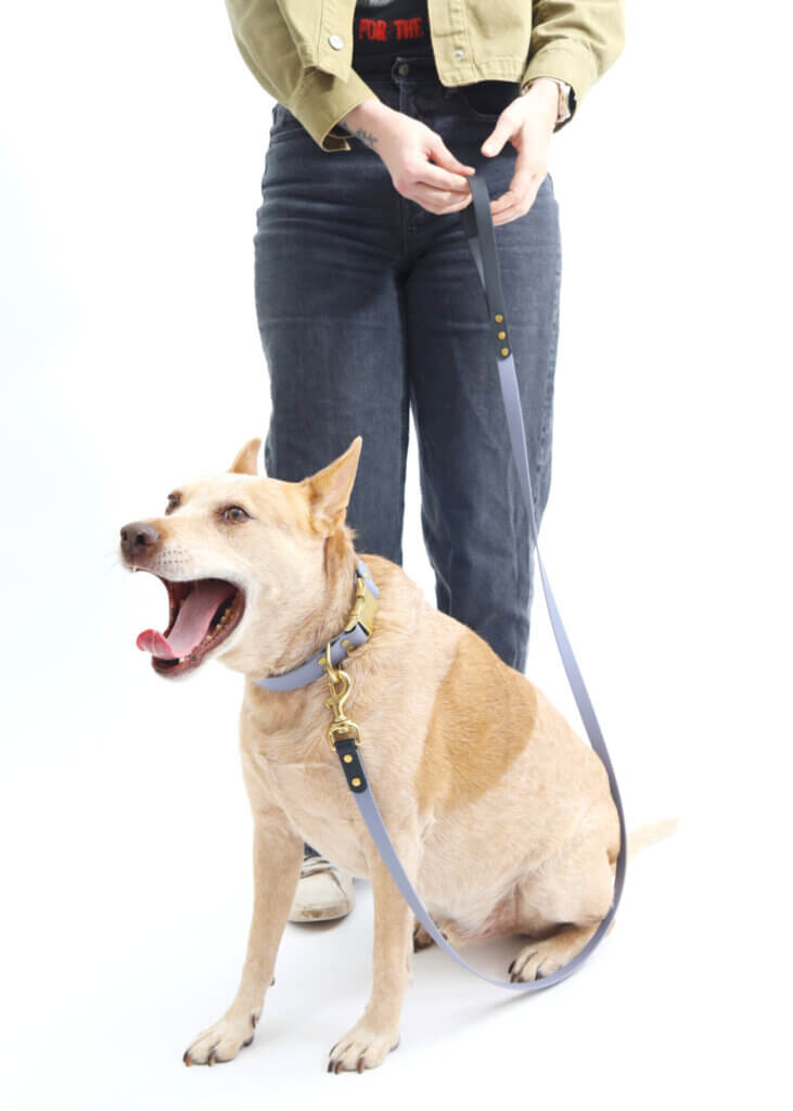 fox in two tone leash