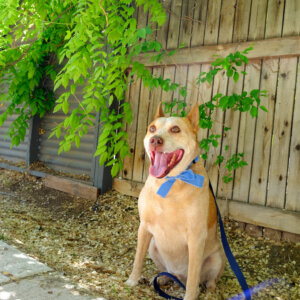 fox williamsburg blue velvet bow collar