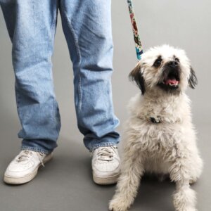 moose in frida dog harness