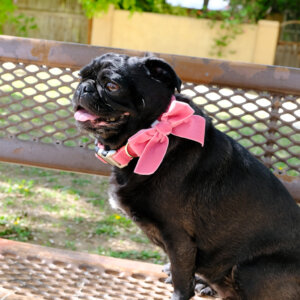sesame bow collar primrose pink