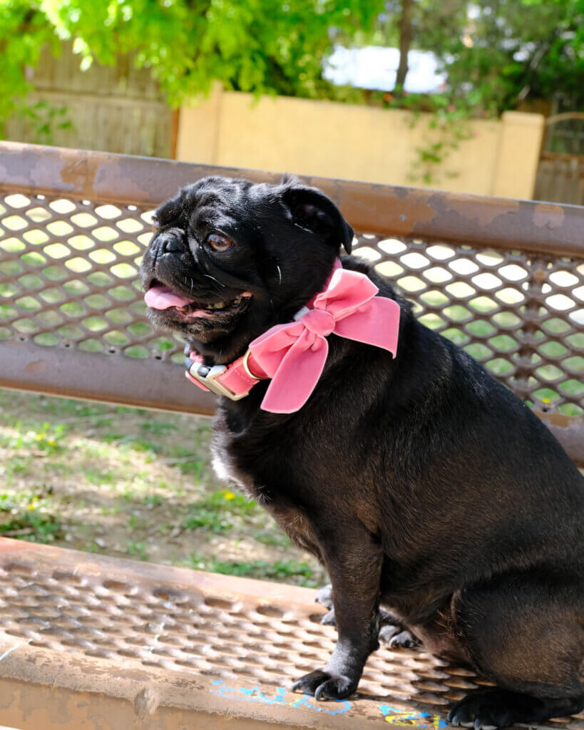 sesame bow collar primrose pink