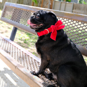 sesame pug bow collar red