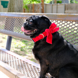 sesame pug bow collar red square