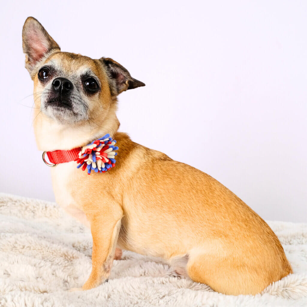 Firework Collar Accessory Chihuahua