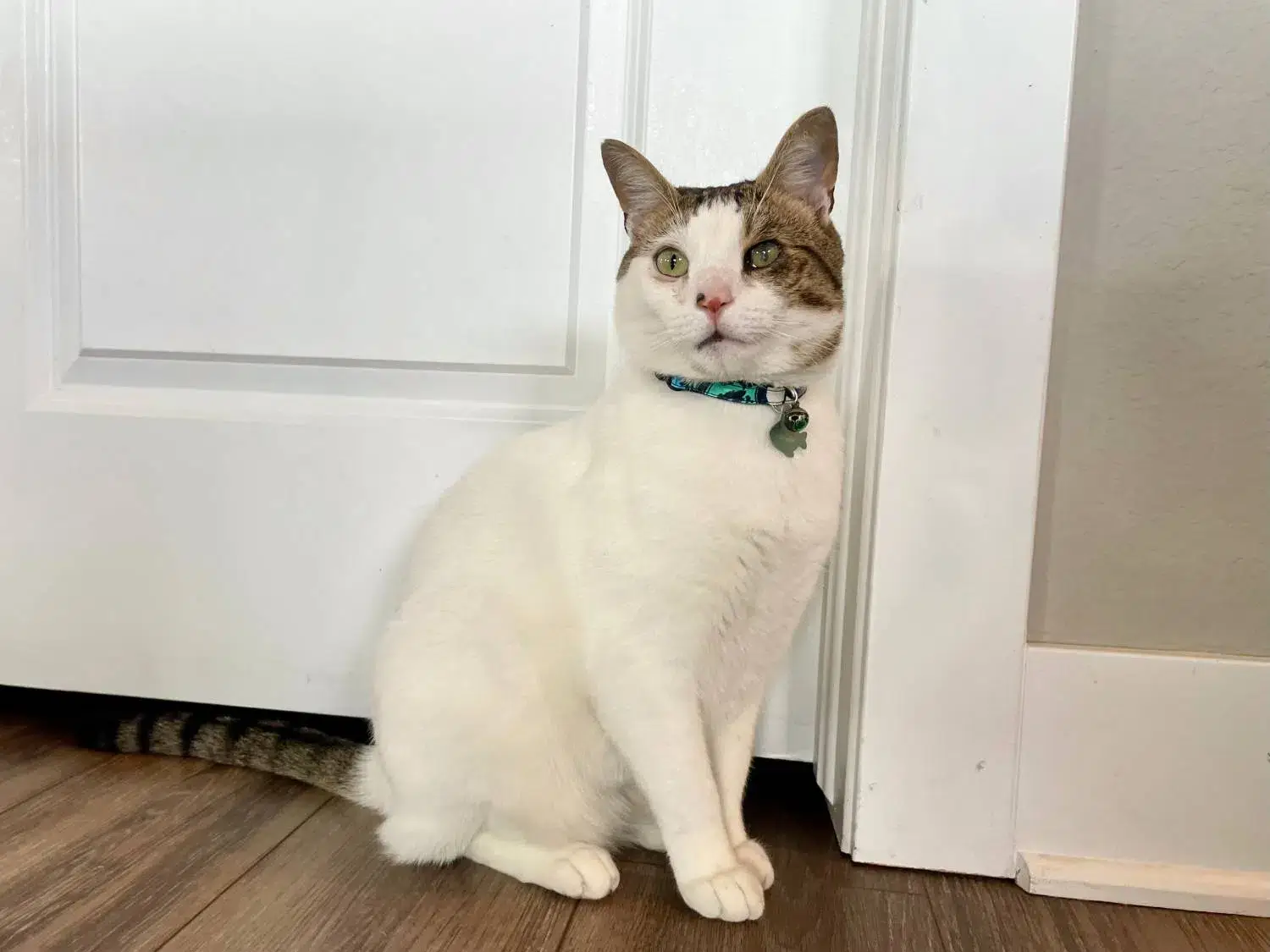 Cat Picture Lark Cat Collar