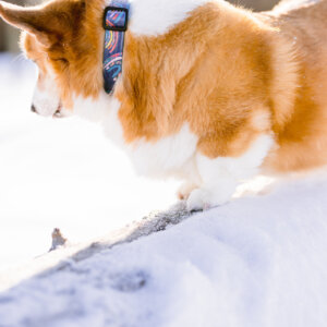 Rainbow laminated collar snow