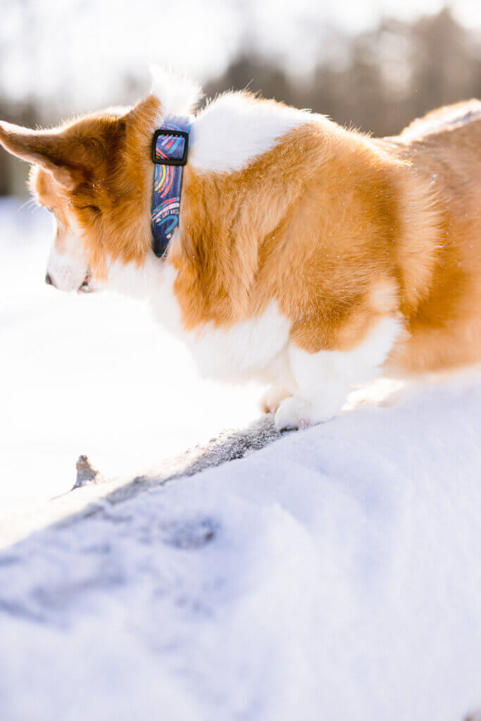 Rainbow laminated collar snow