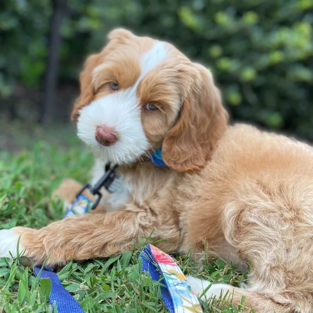 doodle in garden party leash set