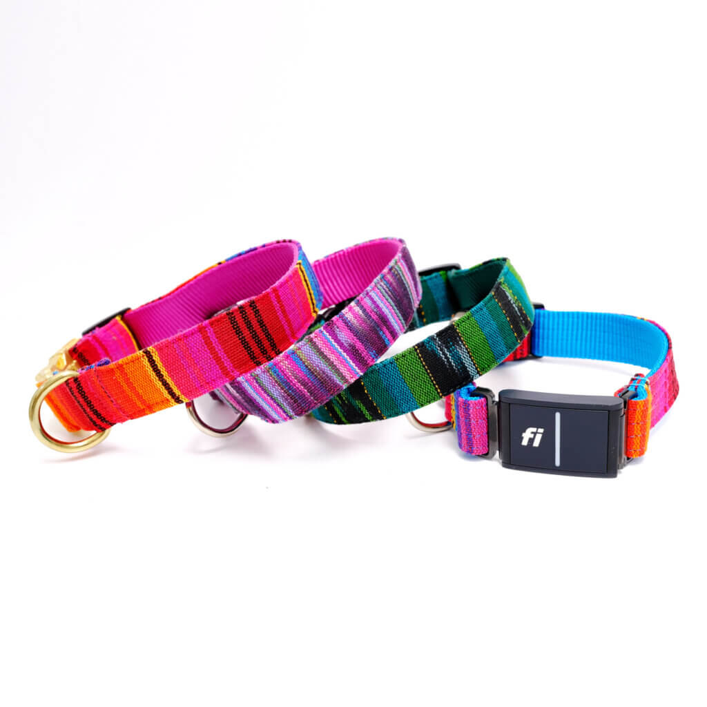 Guatemalan Fi dog collar