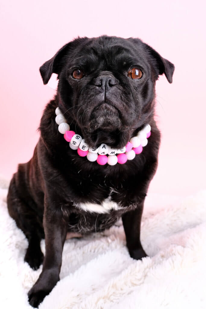 pug pearl necklace dog collar