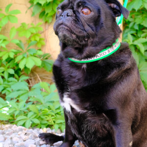 pug reflective dog collar martingale biothane